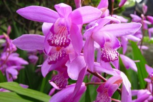 Bletilla striata